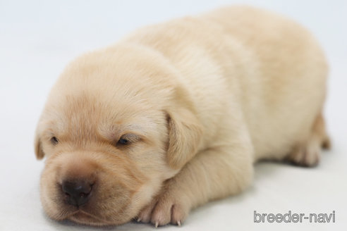 成約済の神奈川県のラブラドールレトリーバー-313746の1枚目